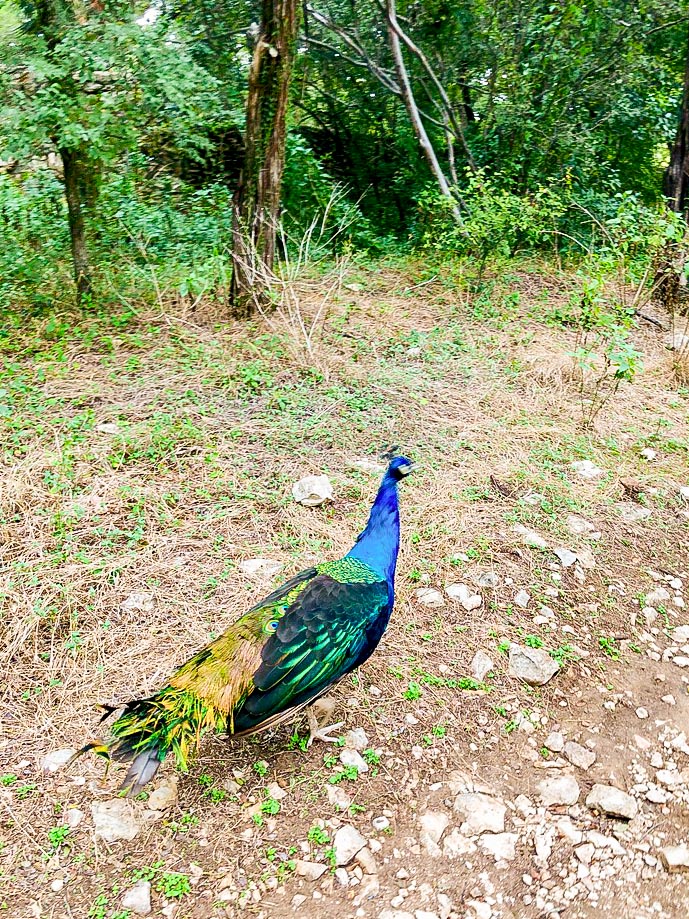 Peacock at Mayfield Park