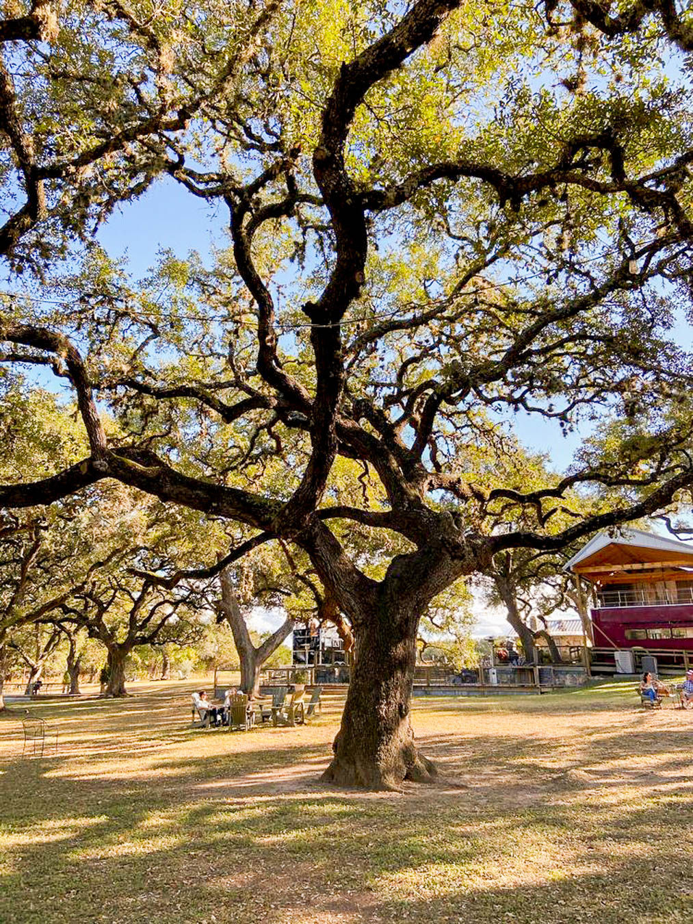 The Best Wineries in Driftwood and Dripping Springs, TX The Austin Things