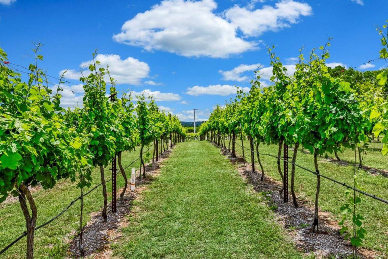 The Best Wineries in Driftwood and Dripping Springs, TX The Austin Things