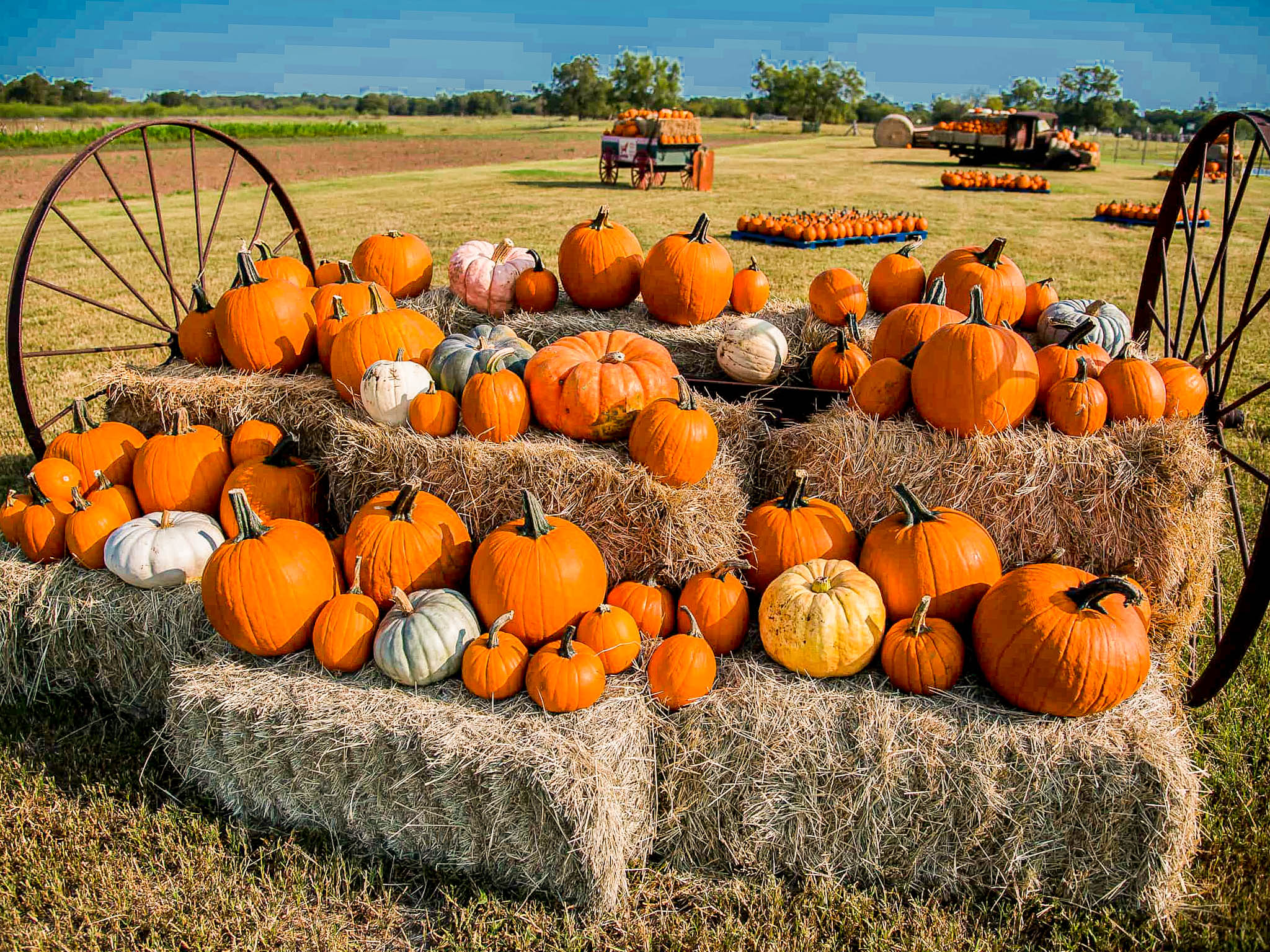 Best Pumpkin Patches In Austin (2024) The Austin Things