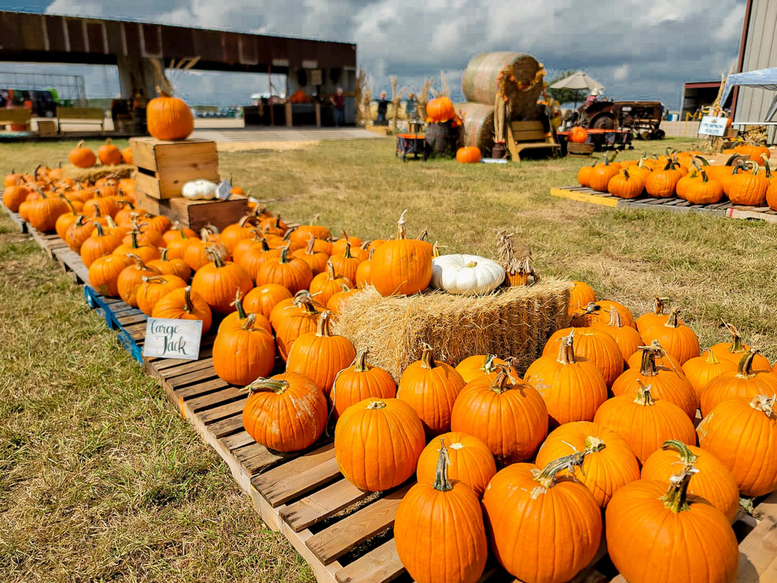 Best Pumpkin Patches In Austin (2024) | The Austin Things