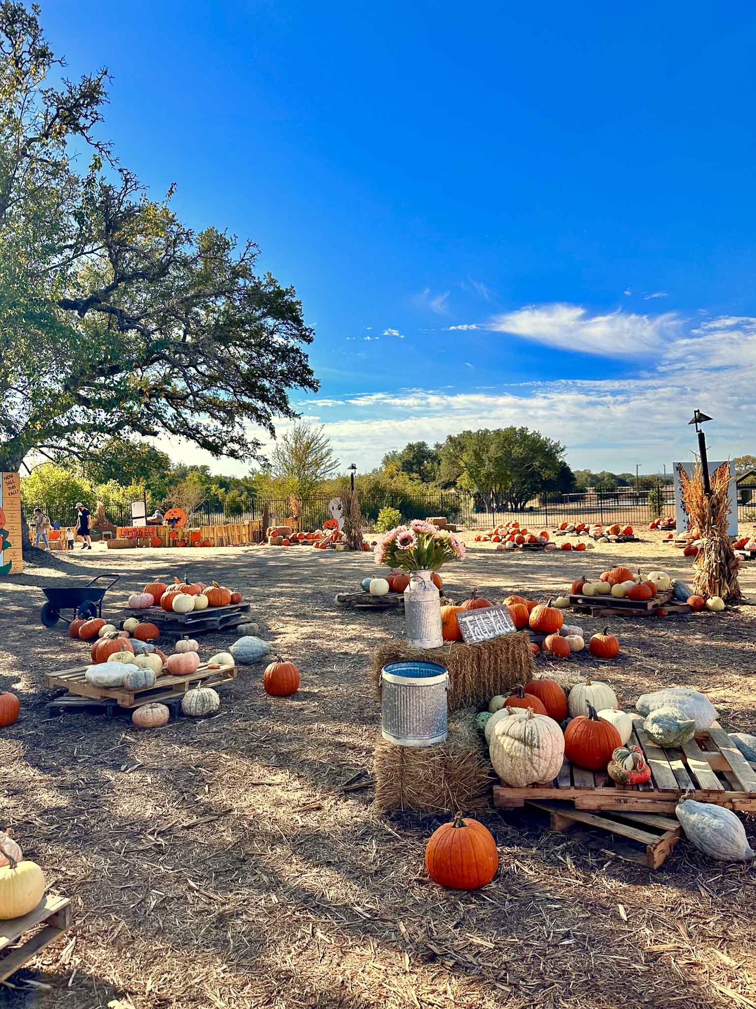 Best Pumpkin Patches In Austin (2023) The Austin Things
