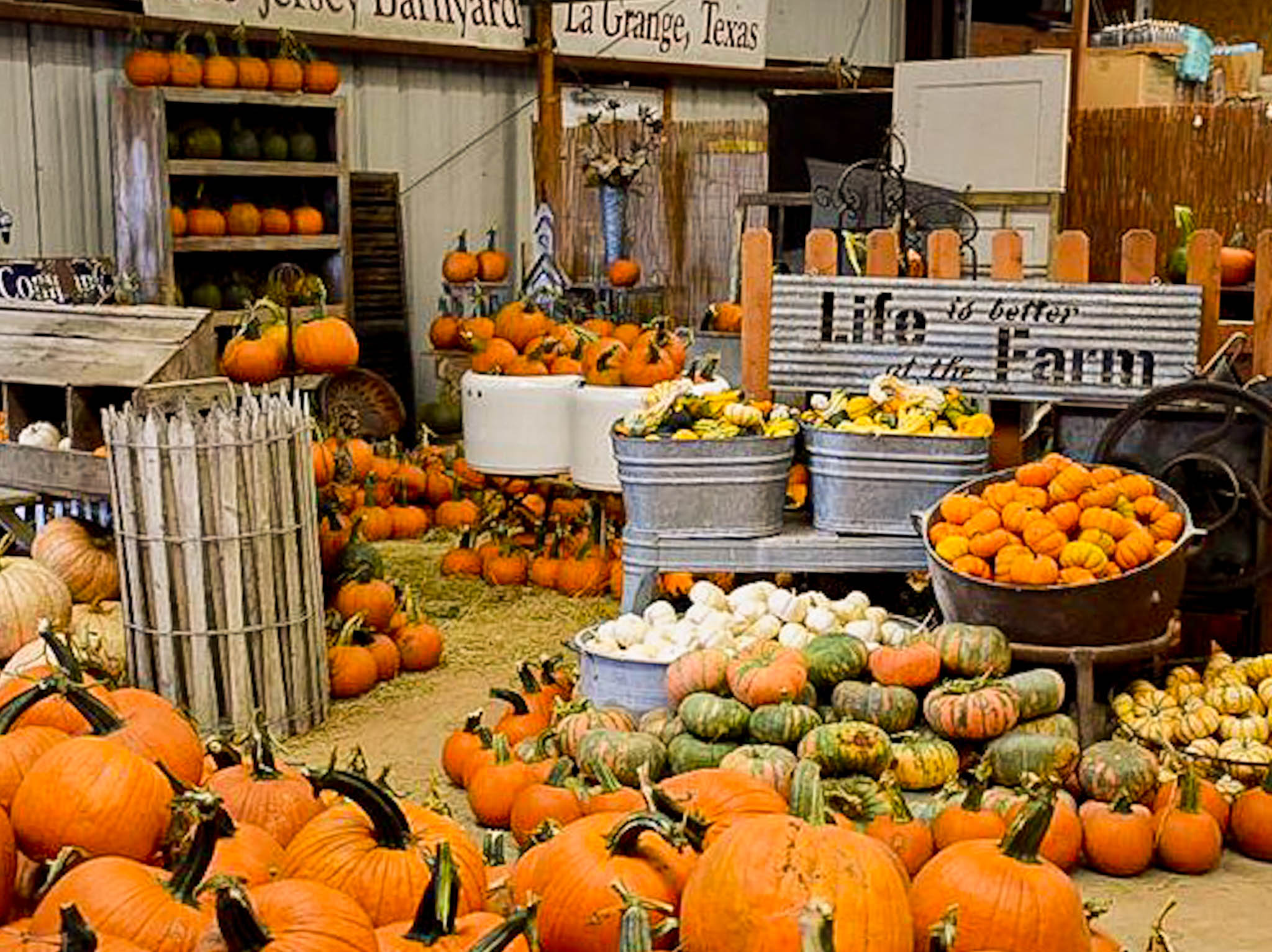Best Pumpkin Patches In Austin (2024) The Austin Things