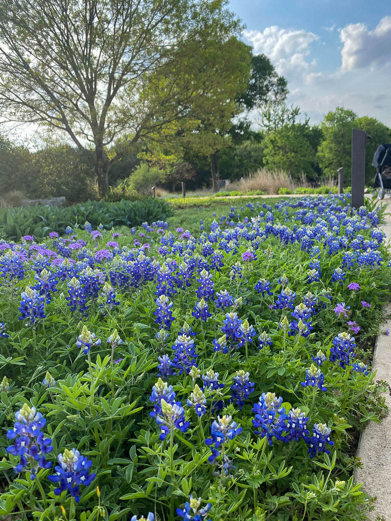 See The Bluebonnets in Austin