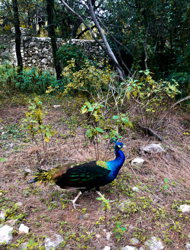 peacocks at Mayfield Park