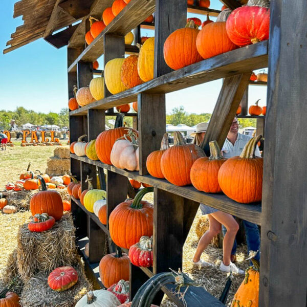 fall activities in Austin