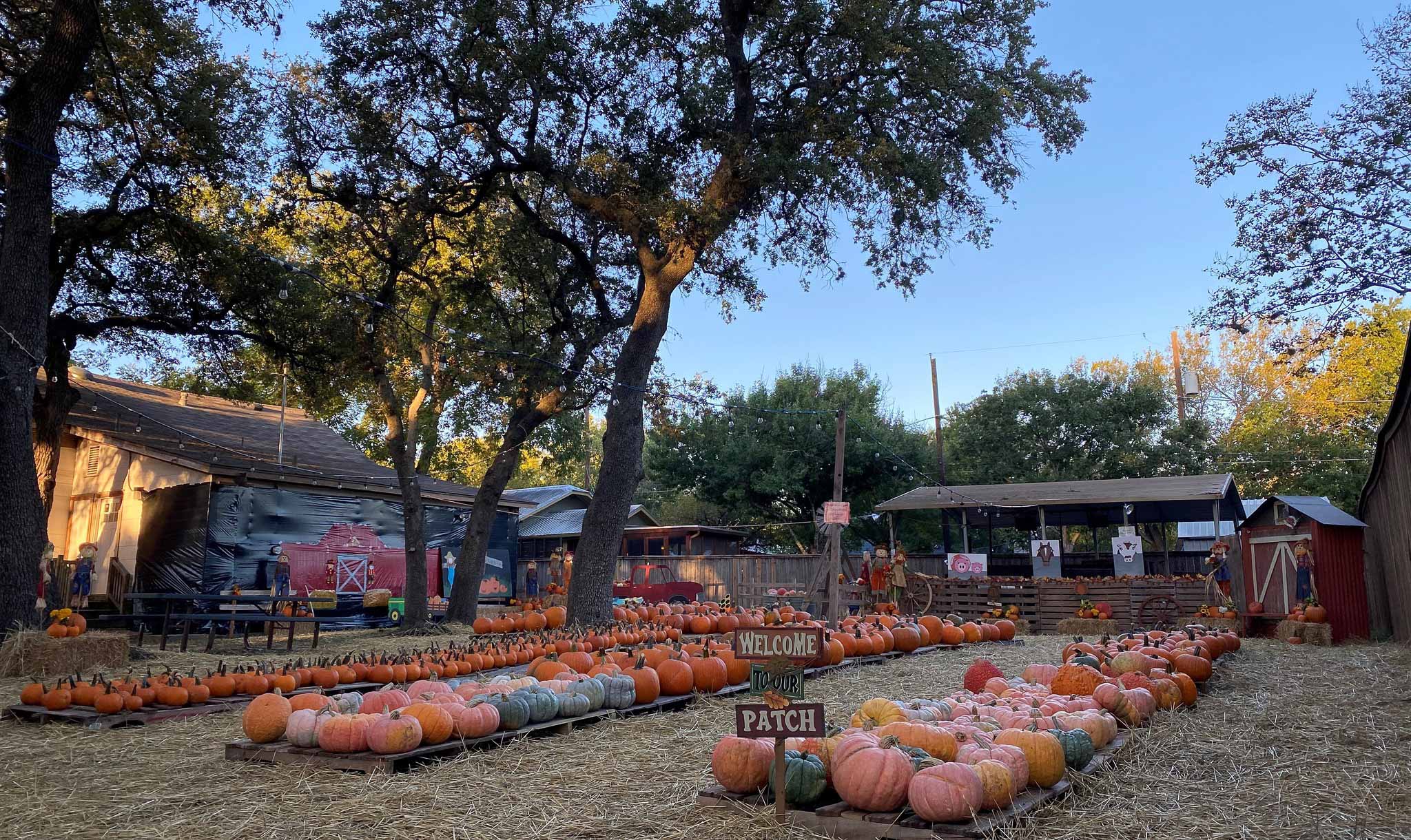 pumpkin patches in Austin
