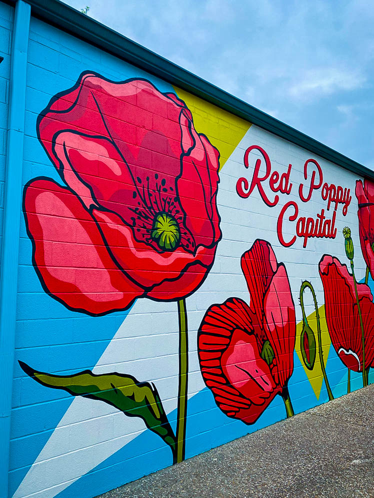 poppies in Georgetown Texas