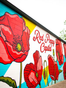 poppies in Georgetown Texas