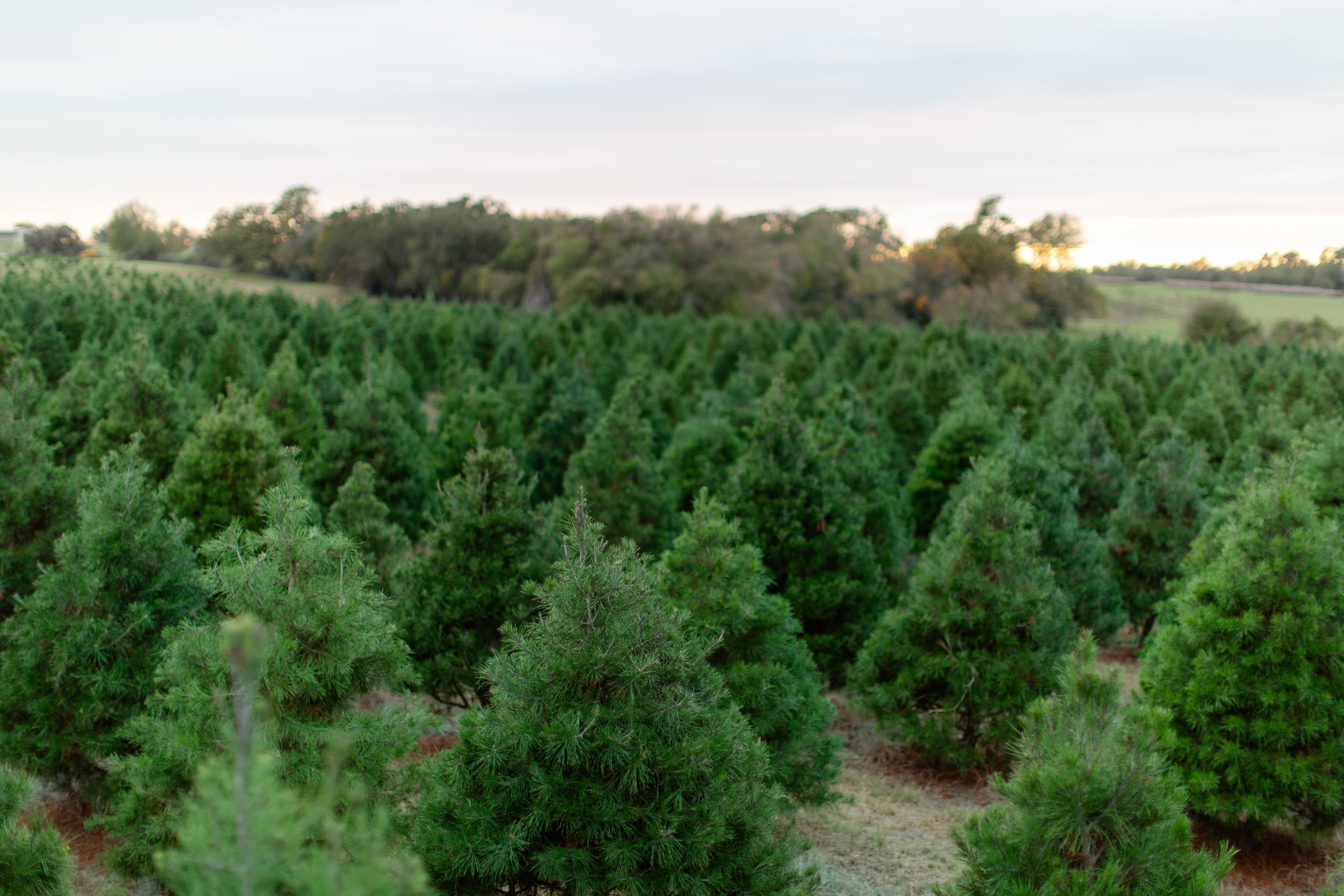 Elgin Christmas Tree Farm